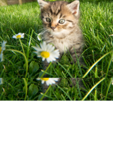 Picture for category Feline